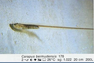 Carapus bermudensis